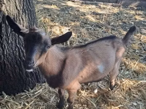 ወንድ ፍየል, Alpine goat — ሀንጋሪ
