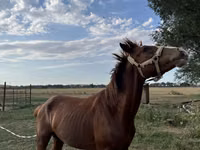 Horse (M), Horses — photo 3