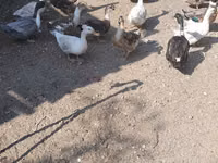 Ducks — عکس 2