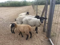 Sheep, White Suffolk sheep — photo 2