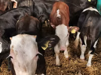Sapi (batch, jenis kelamin tidak disebutkan), Hereford — foto 3