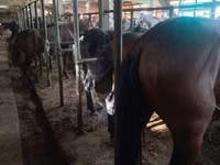 Cavalli (lotto, sesso non specificato), Cavalli — foto 5