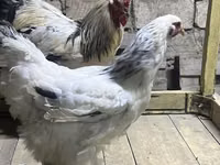 Brahma — foto 3