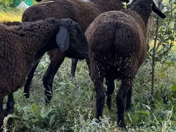 Biri-biri betina, Romanov sheep