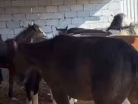 ცხენები (პარტია, სქესი არ არის მითითებული), ცხენები — ფოტო 2