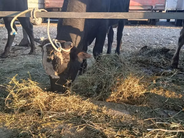 Bou, Aberdeen-Angus — Kârgâzstan