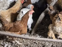 Chickens — photo 1