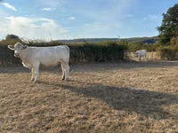 암소, Charolais cattle — 사진 2
