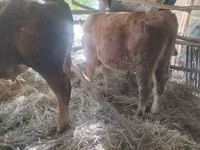 Bull, Limousin cow — photo 1
