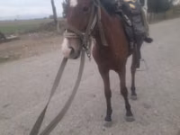 Кобила, Karabakh horse — фото 2