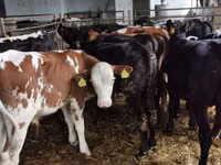 Toro, Simmental cattle — foto 3