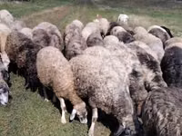 Sheep, Sheep — photo 1