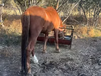 Kuda jantan, Horses — foto 2