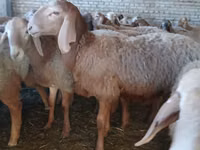 Carnero, Arashan sheep — foto 5