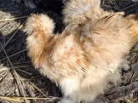 سیلکی — عکس 4