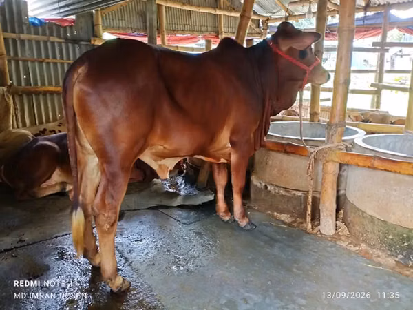 Bull, Cattle — Bangladesh