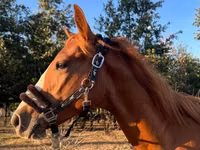 Kuda jantan, Quarter Horse — foto 1