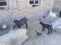 Koza, Saanen goat — foto 2