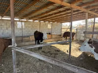 ላም, Kazakh White-headed cow — ፎቶ 3