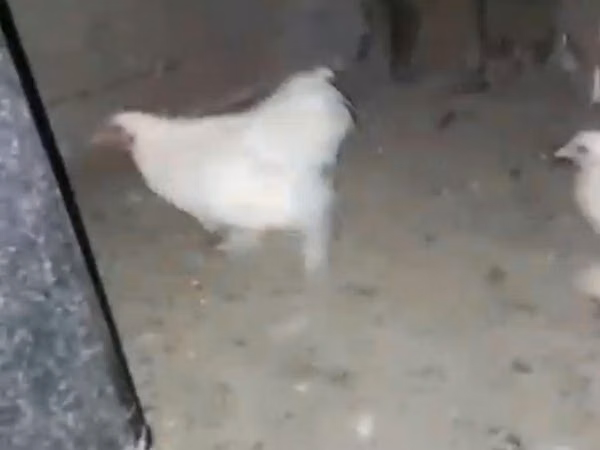 Chickens — কাজাখস্তান