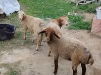 Sheep, Sheep — photo 2