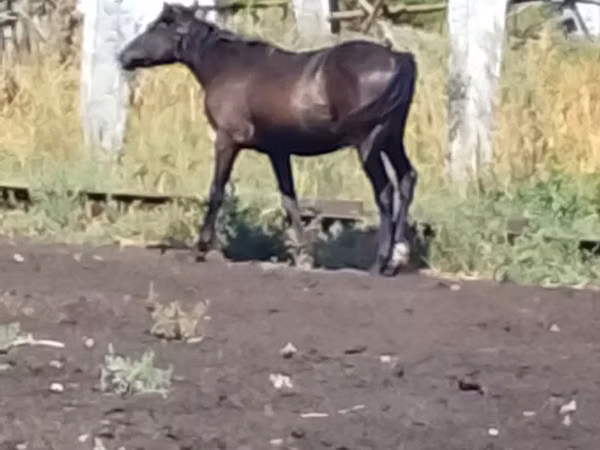 ፈረስ, Horses