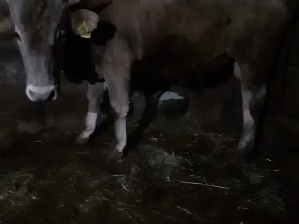 Bull, Cattle — Armenia