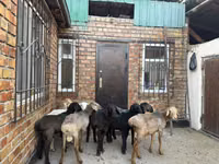 Sheep, Rhon sheep — photo 7