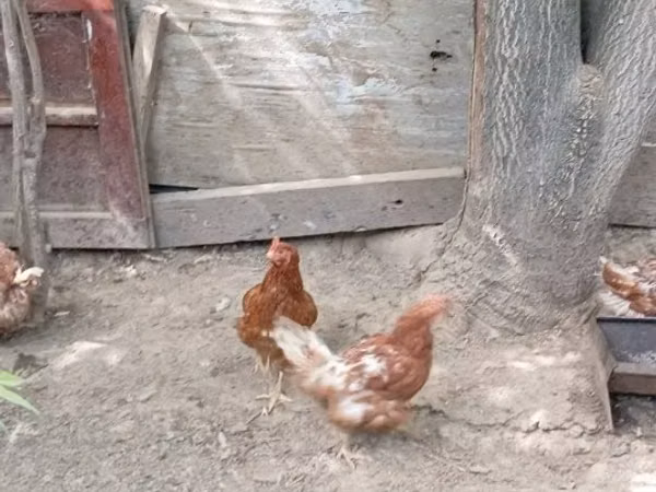 Chickens