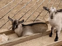 Kambing jantan, Goats — foto 1