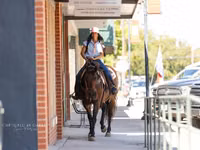 雌馬, Quarter Horse — 写真 3