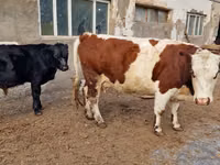 Cow, Swiss cattle — photo 1