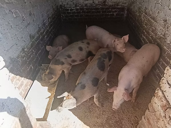 Boar, Pigs — Serbia