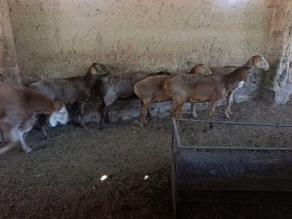 میش, گوسفند — قرقیزستان