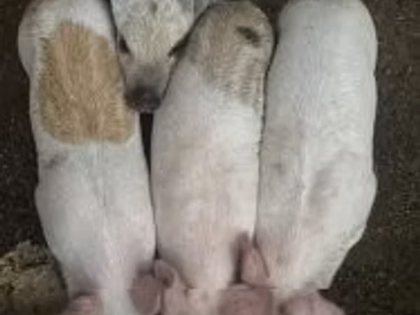 Babi hutan,  — Hungary