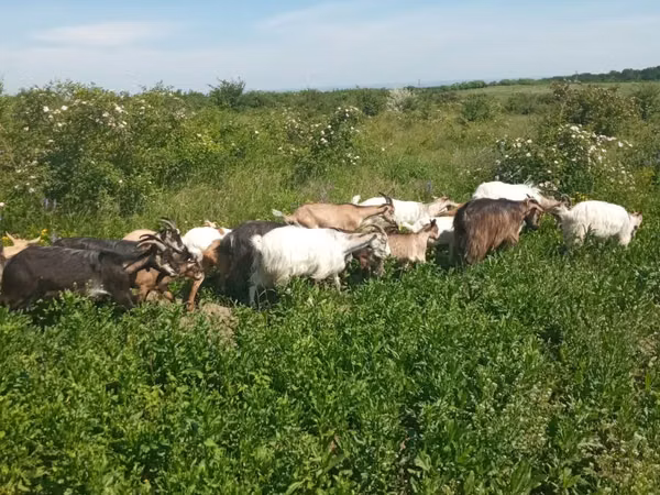 Goat, Alpine goat — Moldova