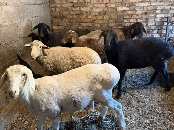 Sheep, Sheep — Kyrgyzstan