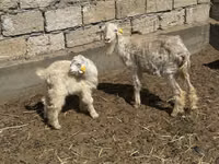 Billy Goat, Goats — photo 1