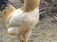 Chickens — foto 2