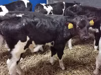 Bulle, Russian Black pied cattle — Foto 2