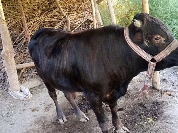 Bull, Cattle — Uzbekistan
