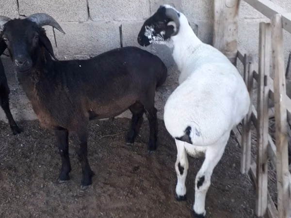 قوچ, گوسفند — ازبکستان