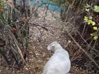 Kambing jantan, Sheep — foto 1