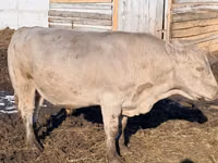 Bull, Auliekol breed — photo 7