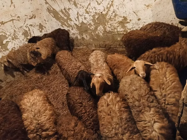 Kambing jantan, Sheep — Kazakhstan