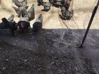 Chickens — عکس 6