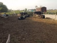 گاو ماده, Russian Black pied cattle — عکس 3