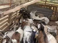 Kambing jantan, Goats — foto 8