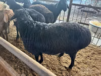 Ram, Sheep — photo 3