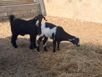 Goat, Alpine goat — photo 2